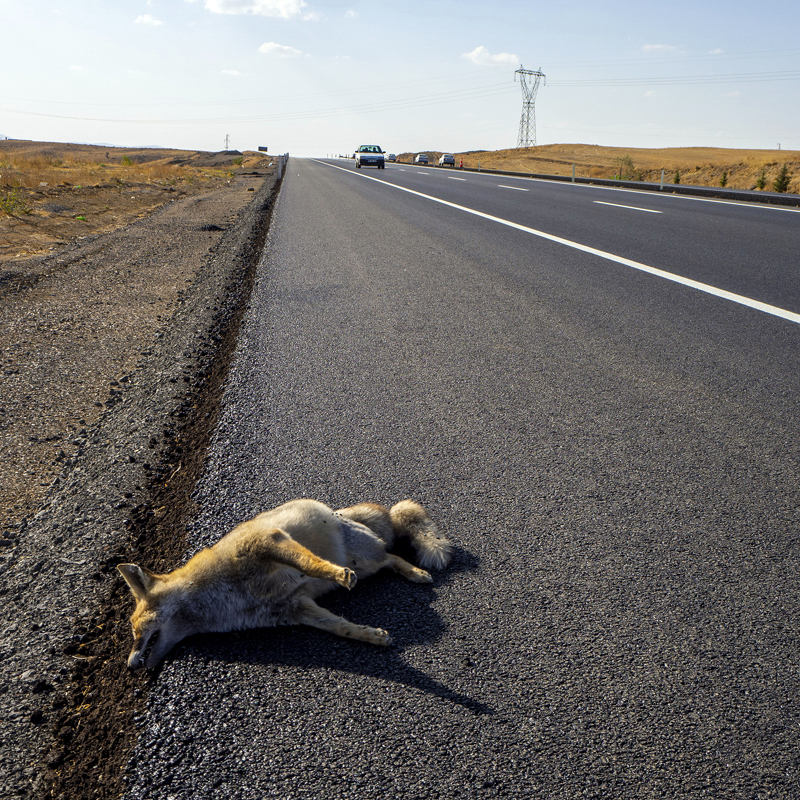 Si tienes un accidente en carretera y se cruza un animal ¿quién es el culpable?