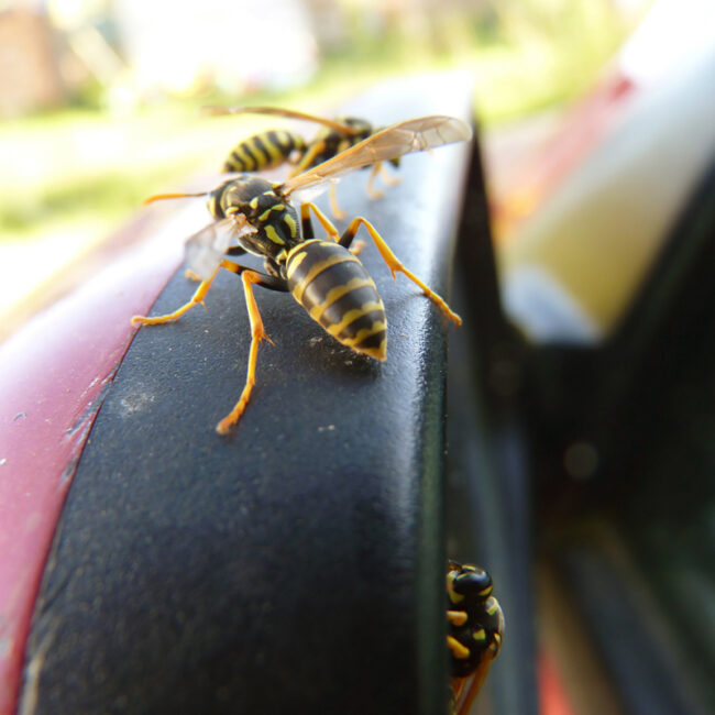 Cómo actuar si se cuela una avispa en tu coche mientras conduces