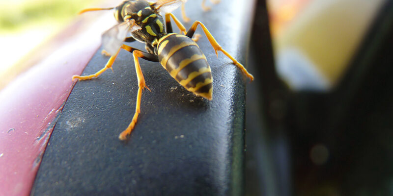 Cómo actuar si se cuela una avispa en tu coche mientras conduces Cómo actuar si se cuela una avispa en tu coche mientras conduces