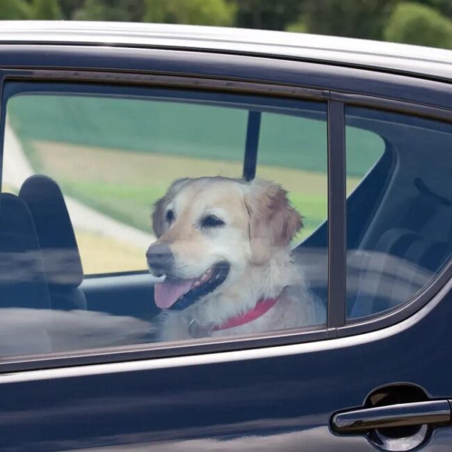 Si ves un animal encerrado en un coche, ¿está permitido romper la ventana?