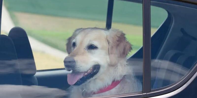 Si ves un animal encerrado en un coche, ¿está permitido romper la ventana? Si ves un animal encerrado en un coche, ¿está permitido romper la ventana?